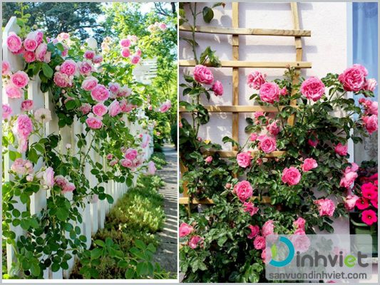 Cách chăm sóc hoa hồng ra hoa quanh năm