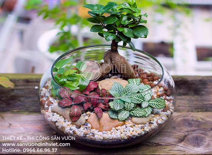 Tiểu cảnh sen đá mini để bàn Tiểu cảnh sen đá mini để bàn