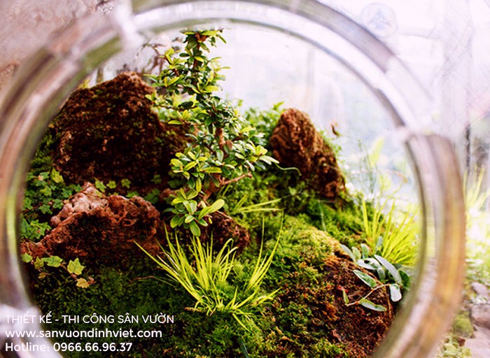 Tiểu cảnh terrarium Tiểu cảnh terrarium